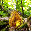 Genuine Amber Pendant With Sterling Silver