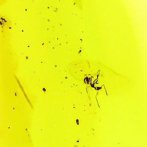 100% Natural Amber With Ant Silver Pendant 45mm x 22mm